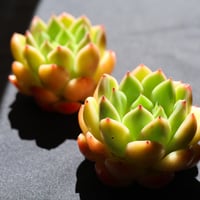 クリアスカイジェニー　大苗です！