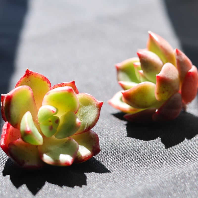 スモールピーチ×アガボイデス | lazuli letters