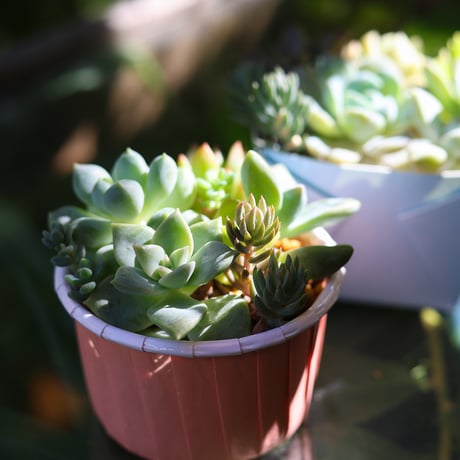 ちび寄せ植えセットＢ