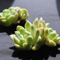 クリームビューティ双頭　大苗です！