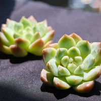 アルバビューティー