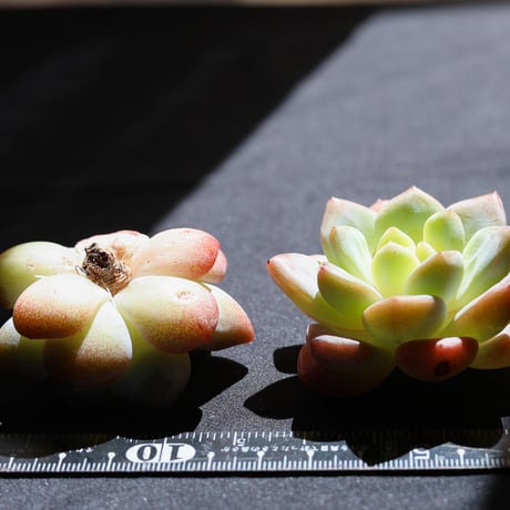 キリバナ