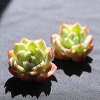 ピンククリスタル