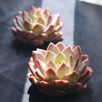 アリエル(大)
