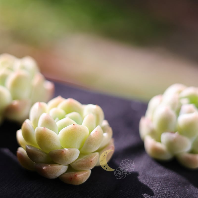 スノーティ カット苗 | lazuli letters