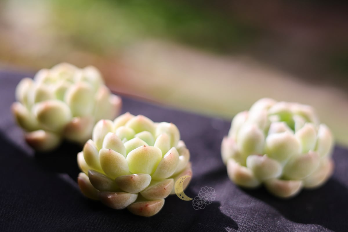 スノーティ カット苗 | lazuli letters