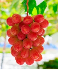 山梨県笛吹市産 種無し甲斐キング 1kg（2房） クール便 | GRAPE FARM G