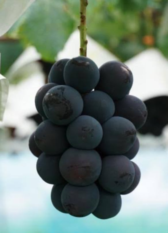 山梨県笛吹市産 種無し甲斐キング 1kg（2房） クール便 | GRAPE FARM G