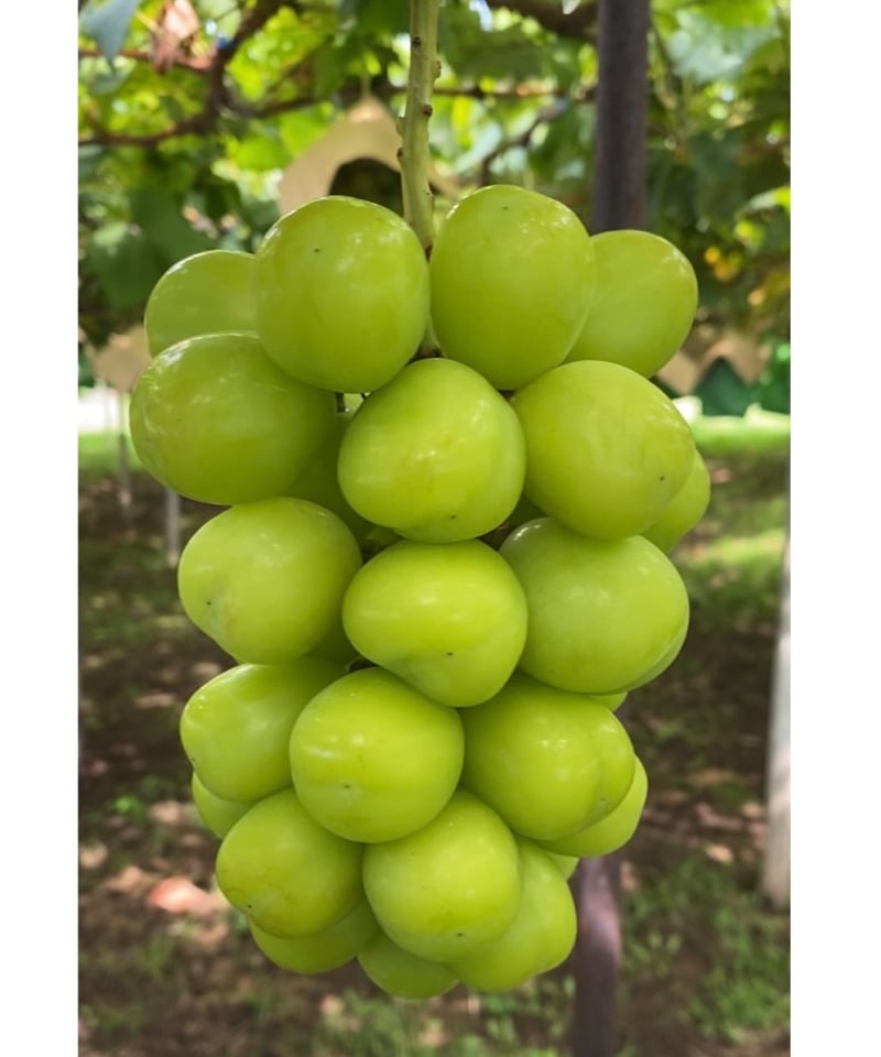 山梨県笛吹市産シャインマスカット 1kg（2房） | GRAPE FARM G