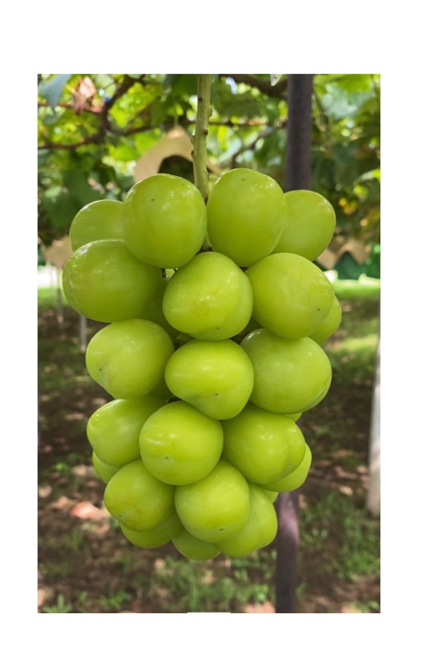 山梨県笛吹市産シャインマスカット 1kg（2房） | GRAPE FARM G