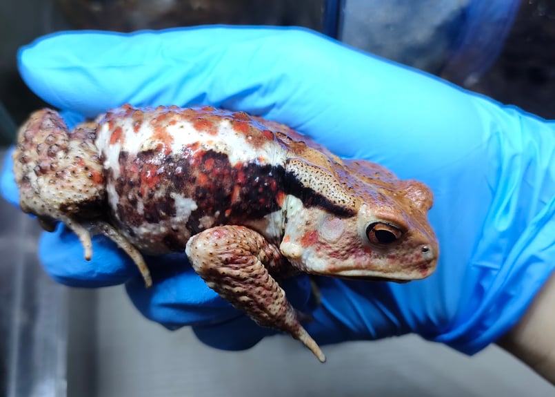 いちごちゃん ヒキガエルアズマヒキガエル CB個体♀ | Toad and beetle