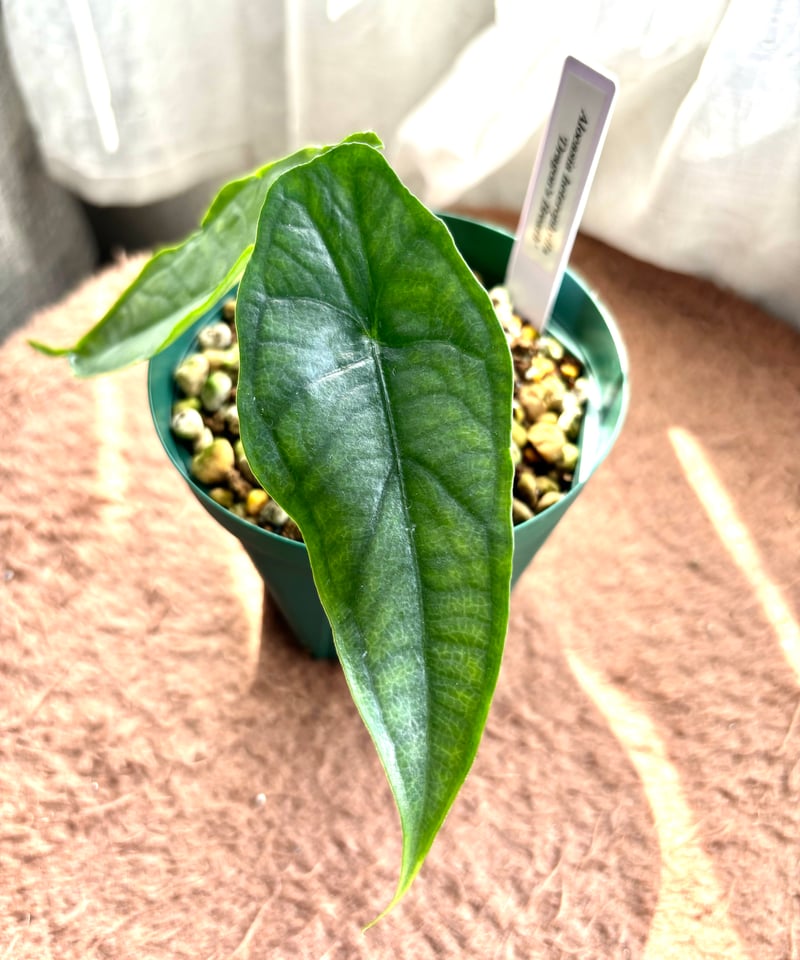 アロカシア ドラゴンブレス | foliage one