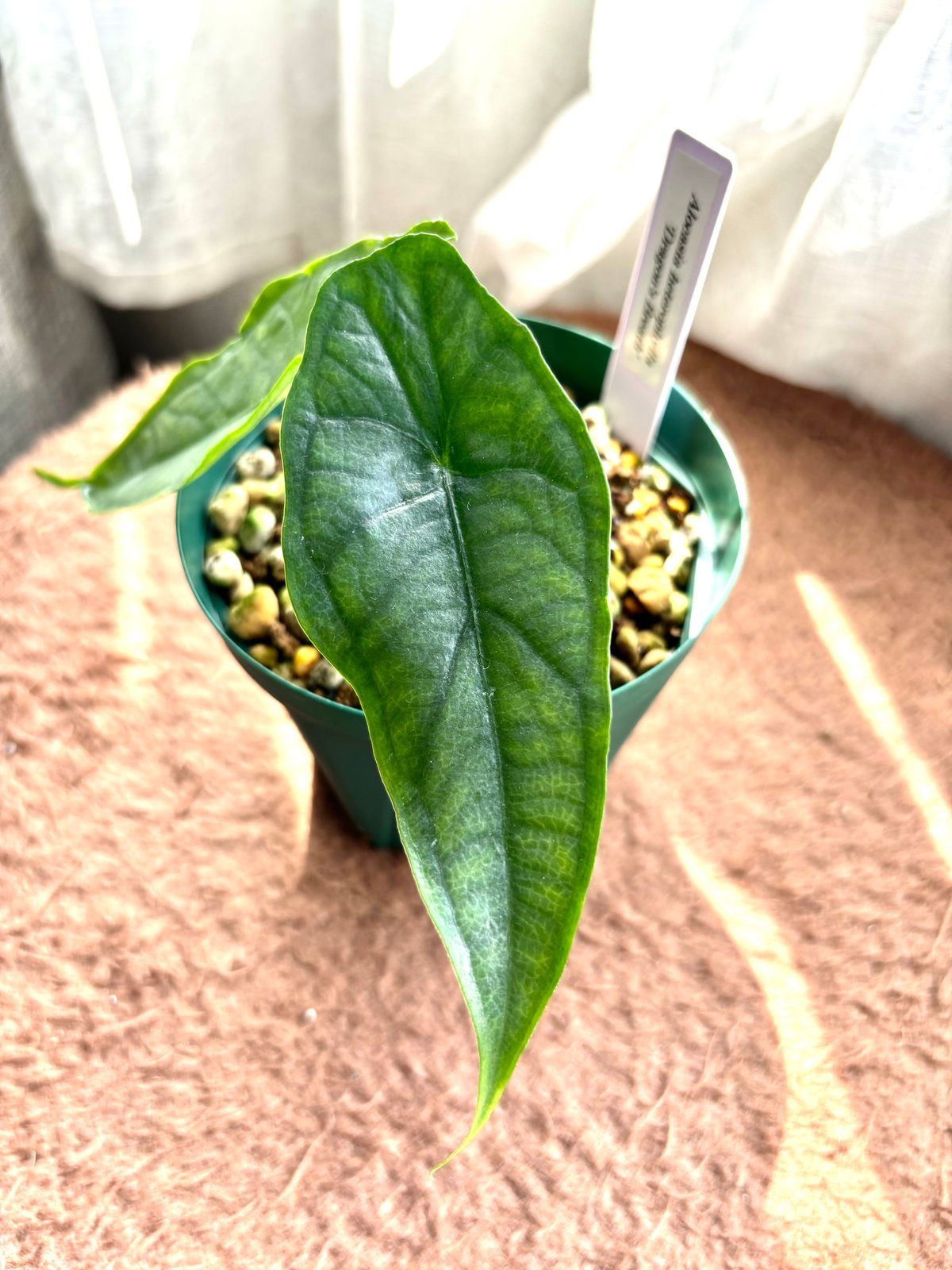 アロカシア ドラゴンブレス | foliage one