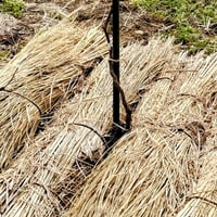 山梨県産マスカサーティーン2kg