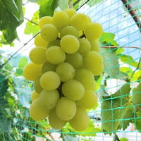 山梨県産ネオマスカット(種あり品種)2kg