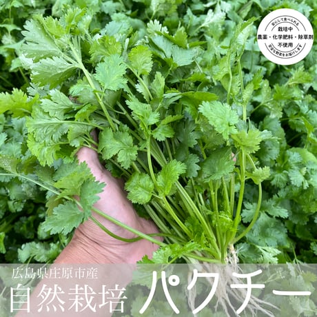 パクチー | STORES