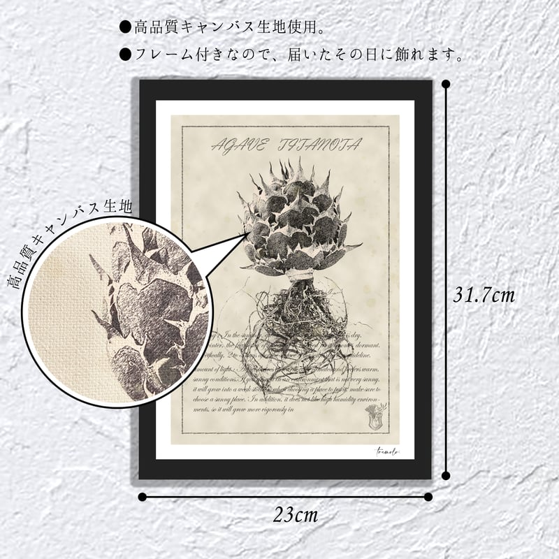 10】☆フレーム付き☆ アガベチタノタ グラキリス パキプス キャンバス