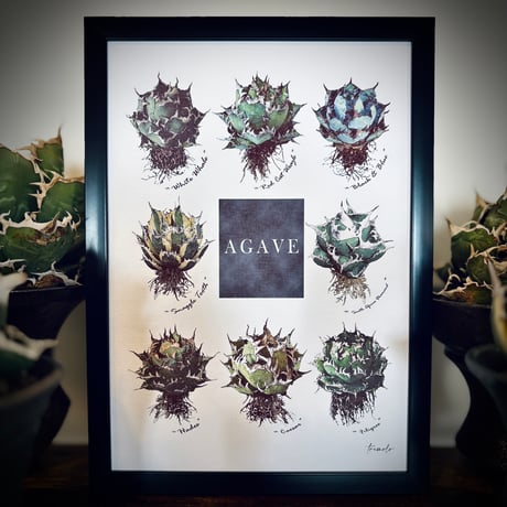 スナグルトゥース | STORES