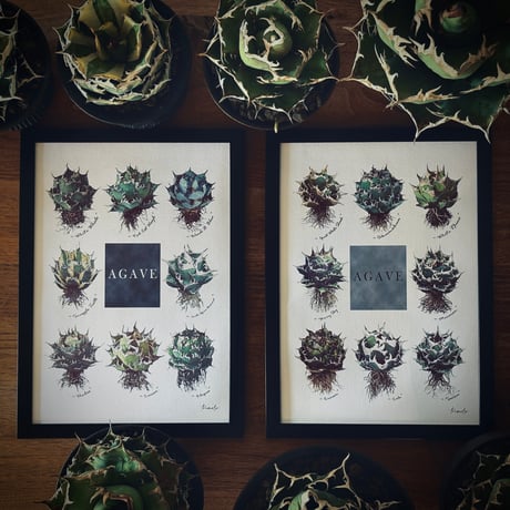 シーザー | STORES