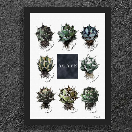 アガベ　シーザー　フィリグリー　2個セット アガベシーザー | STORES