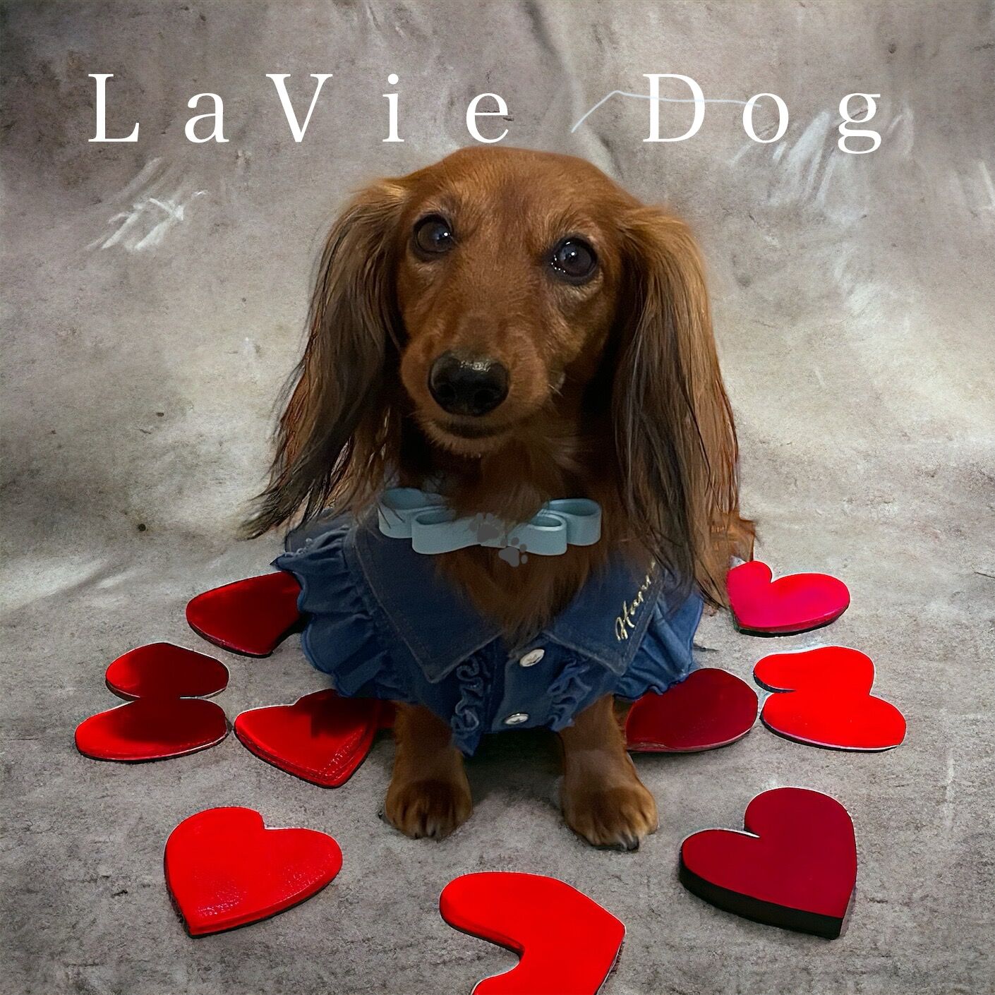 ＬａＶｉｅ　Ｄｏｇ
