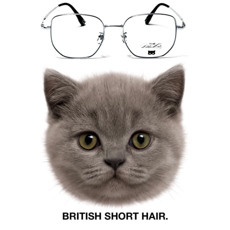 CATEGORY THE BLACK CAT | The Black Cat