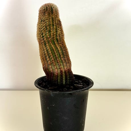 エキノケレウス“紫太陽” / Echinocereus rigidissimus var. rubispinus