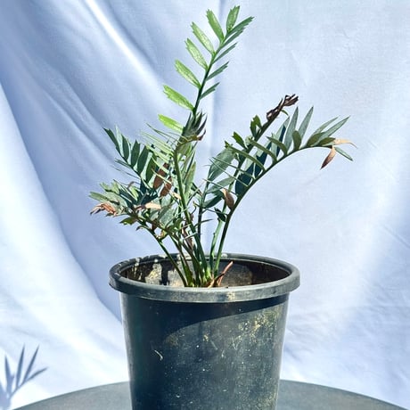 エンセファラルトス | STORES