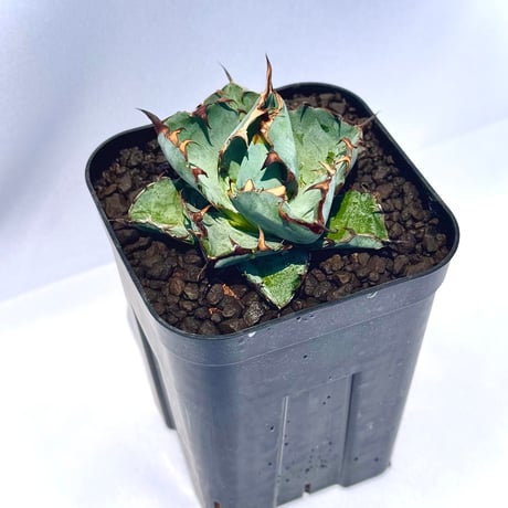 アガベ・チタノタ ブラック＆ブルー｜Agave titanota 'Black and Blue'#4