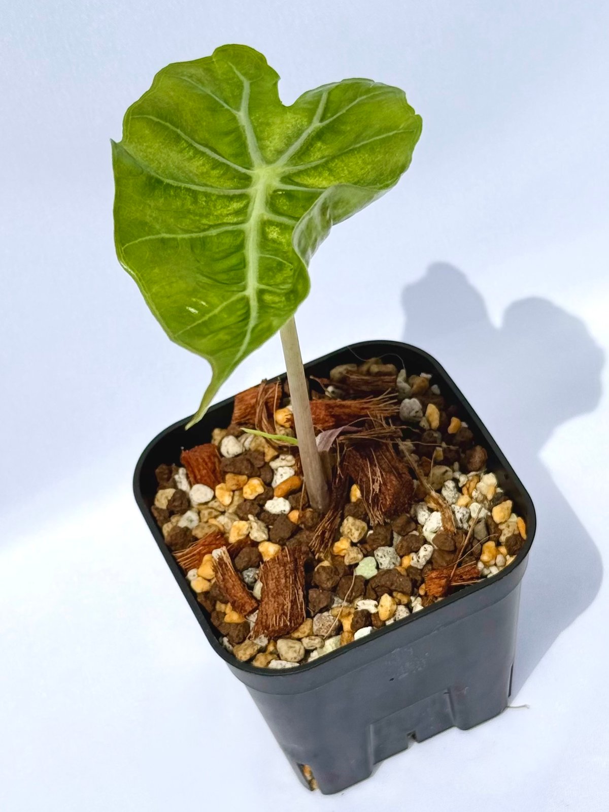 アロカシア・アマゾニカ / Alocasia × amazonica | ChadPlants