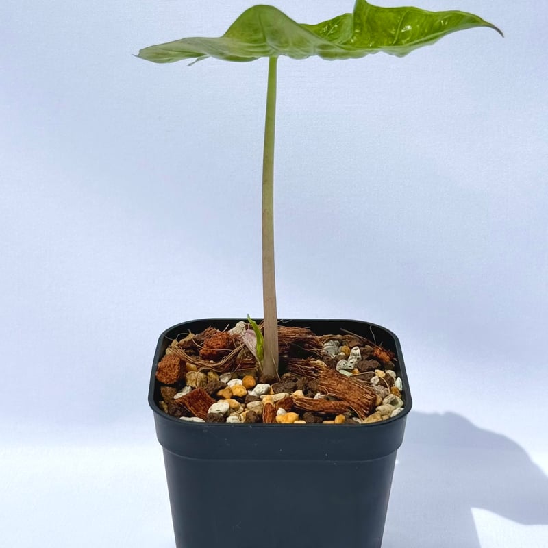 アロカシア・アマゾニカ / Alocasia × amazonica | ChadPlants