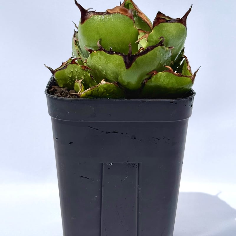 アガベ・ジャガーノート / Agave 'Juggernaut' | ChadPlants