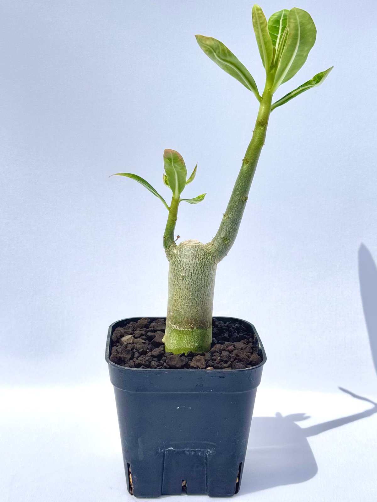 アデニウム・アラビカム “ブラックジャイアント” 実生 / Adenium