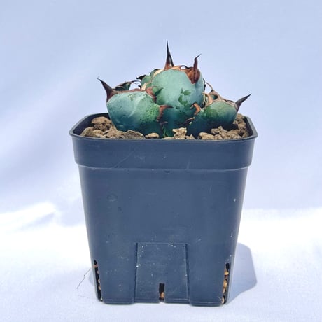 アガベ・チタノタ ブラック＆ブルー｜Agave titanota 'Black and Blue'#3