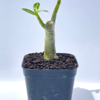 アデニウム・アラビカム “ブラックジャイアント” 実生 / Adenium arabicum ‘Black Giant’ #2