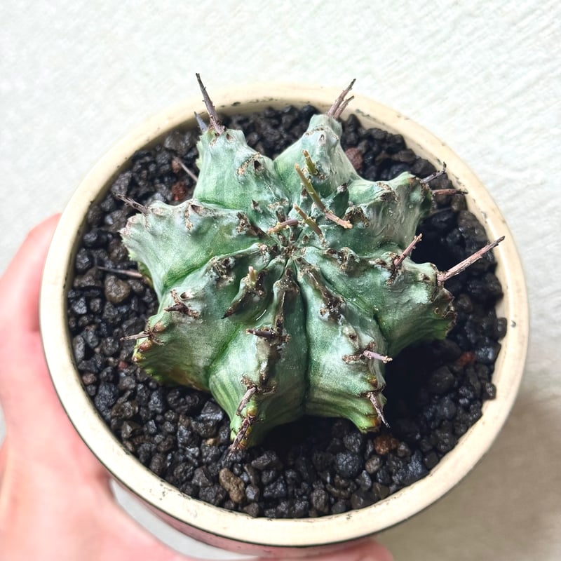 ユーフォルビア・ホリダ “ゲンコツ” 白肌タイプ/ Euphorbia horrida “Ge