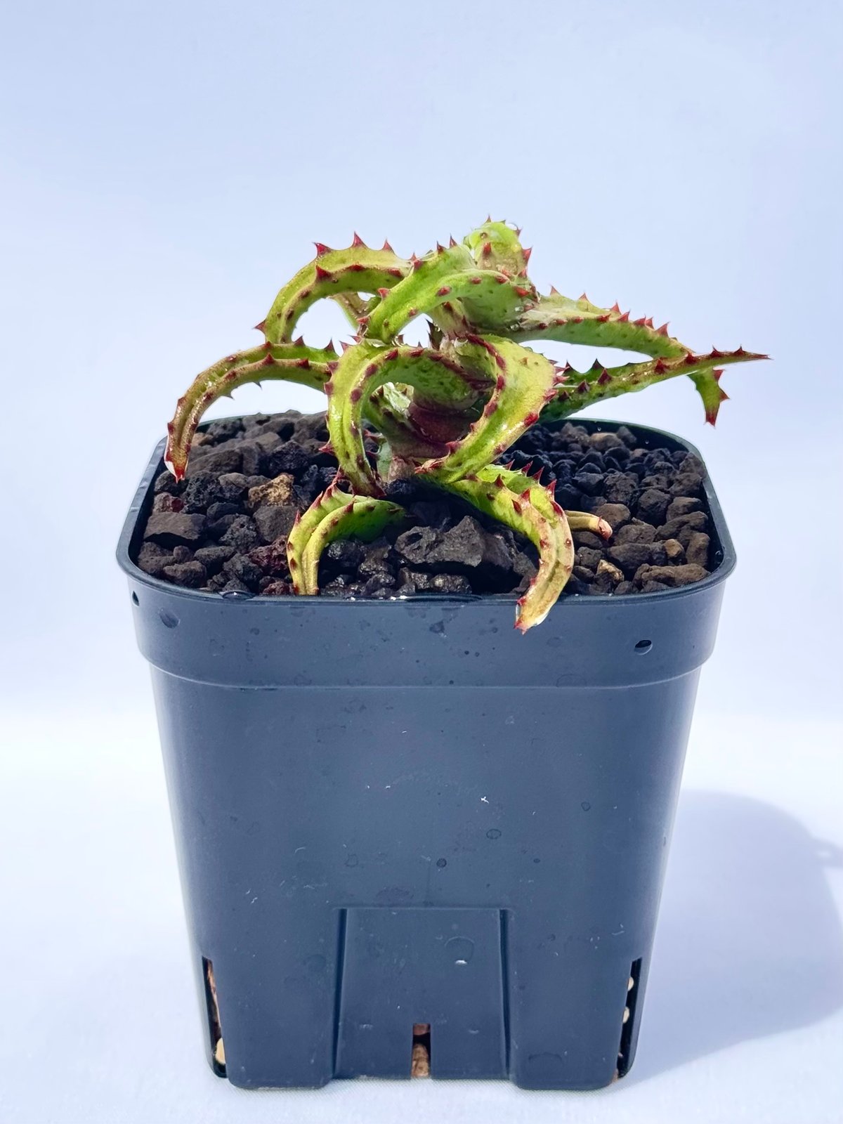 アロエ・カスティロニアエ / Aloe castilloniae | ChadPlants