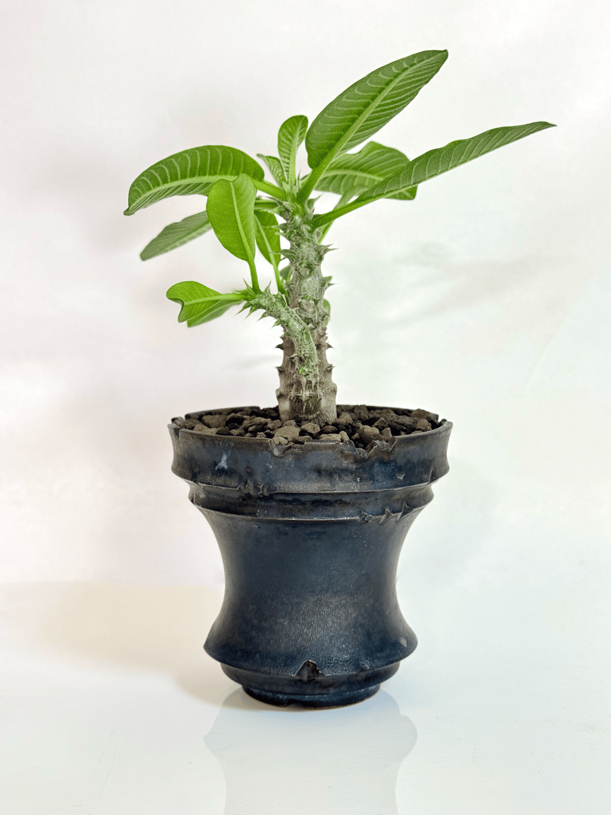 【国内実生】パキポディウム・ウィンゾリー　鉢付き パキポディウム ウィンゾリー 【実生】GM2402207 | RAFLUM / ラフラム