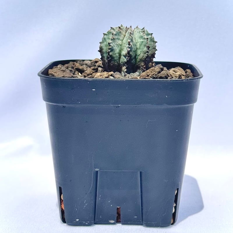 ユーフォルビア・ホリダ “ゲンコツ” 白肌タイプ/ Euphorbia horrida “Ge