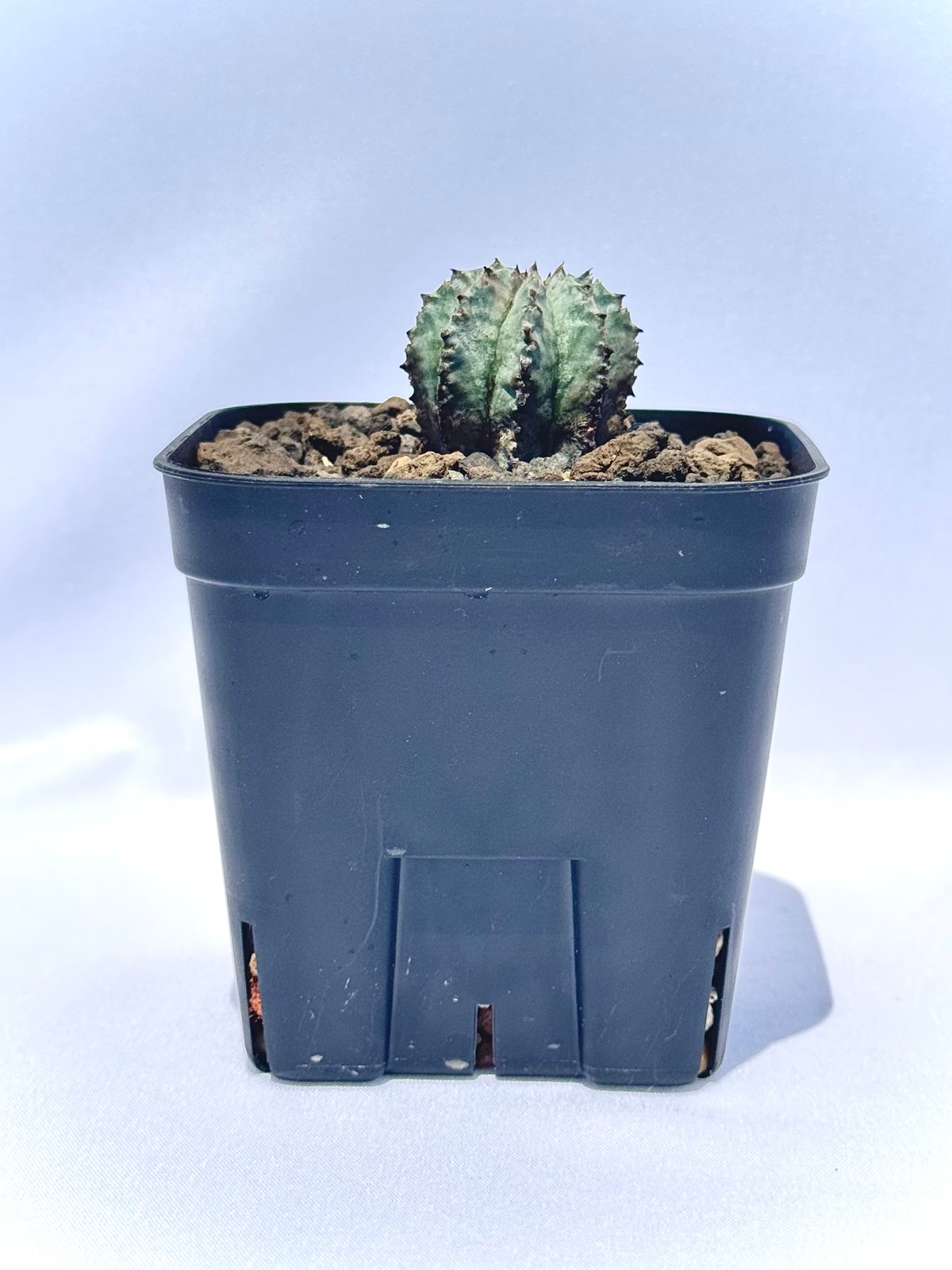 ユーフォルビア・ホリダ “ゲンコツ” 白肌タイプ/ Euphorbia horrida “Ge