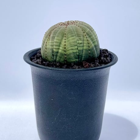 ユーフォルビア・オベサ / Euphorbia obesa