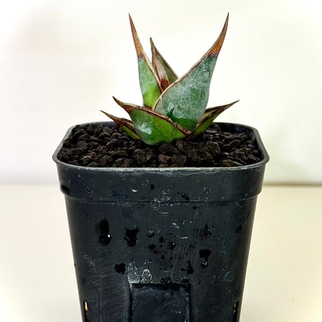 サンセベリア“ピングイキュラ” / Sansevieria pinguicula