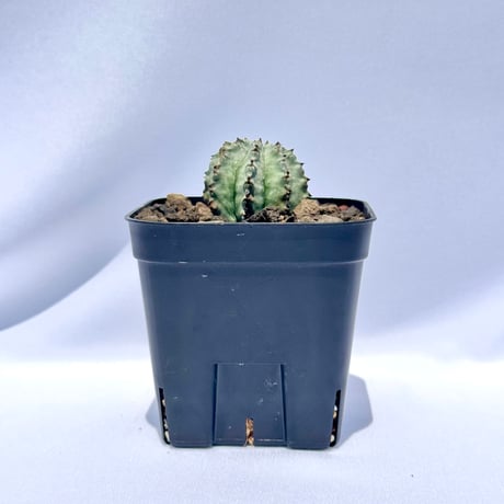 ユーフォルビア・ホリダ “ゲンコツ” 白肌タイプ/ Euphorbia horrida “Genkotsu” White Form#1