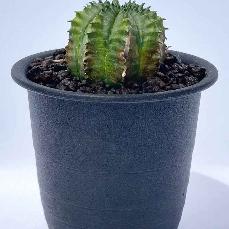 ユーフォルビア・バリダ / Euphorbia valida | ChadPlants