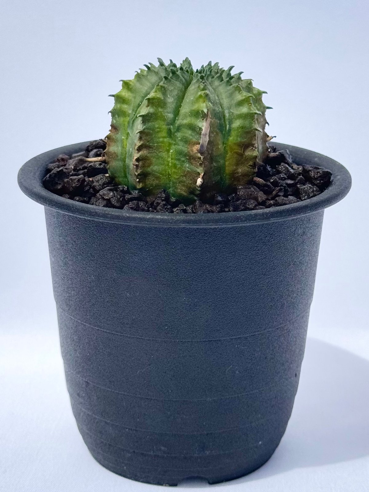 ユーフォルビア・バリダ / Euphorbia valida | ChadPlants
