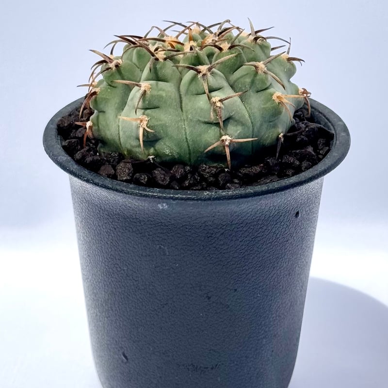 ギムノカリキウム・バッテリー / Gymnocalycium batteryi | ChadP