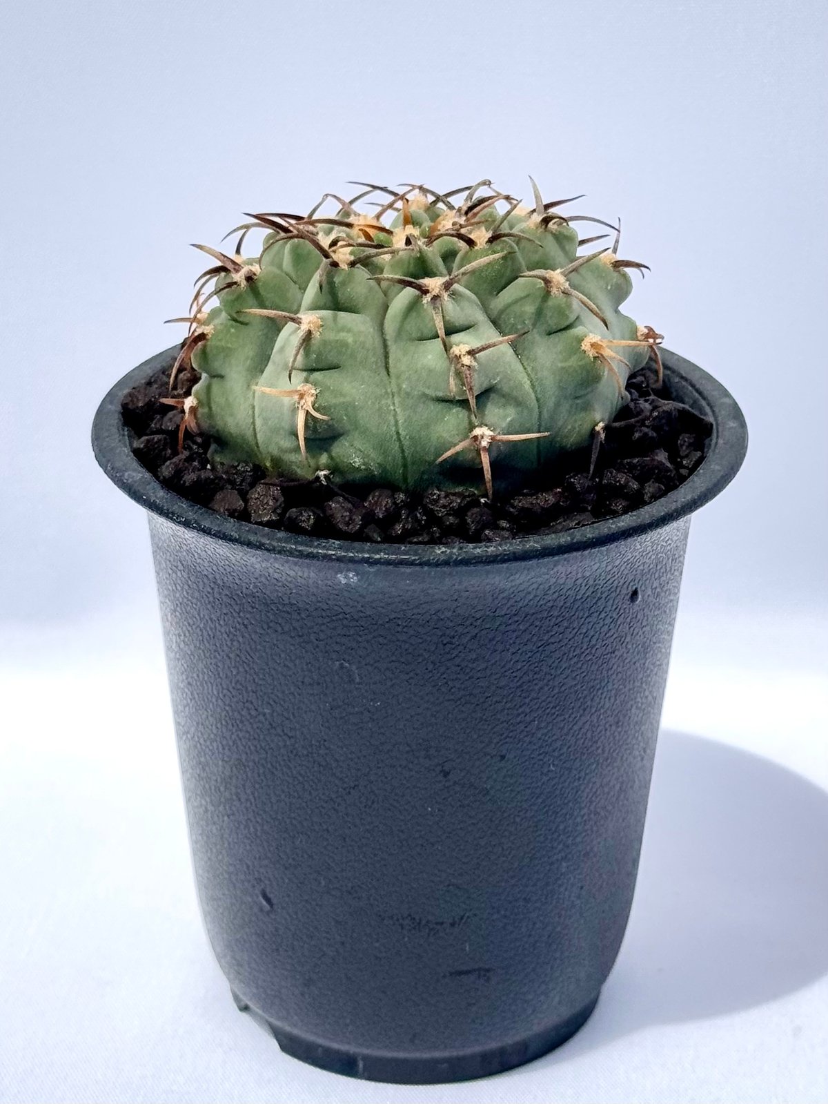 ギムノカリキウム・バッテリー / Gymnocalycium batteryi | ChadP