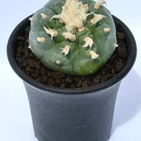 ロフォフォラ・フリチー “銀冠玉”/ Lophophora fricii