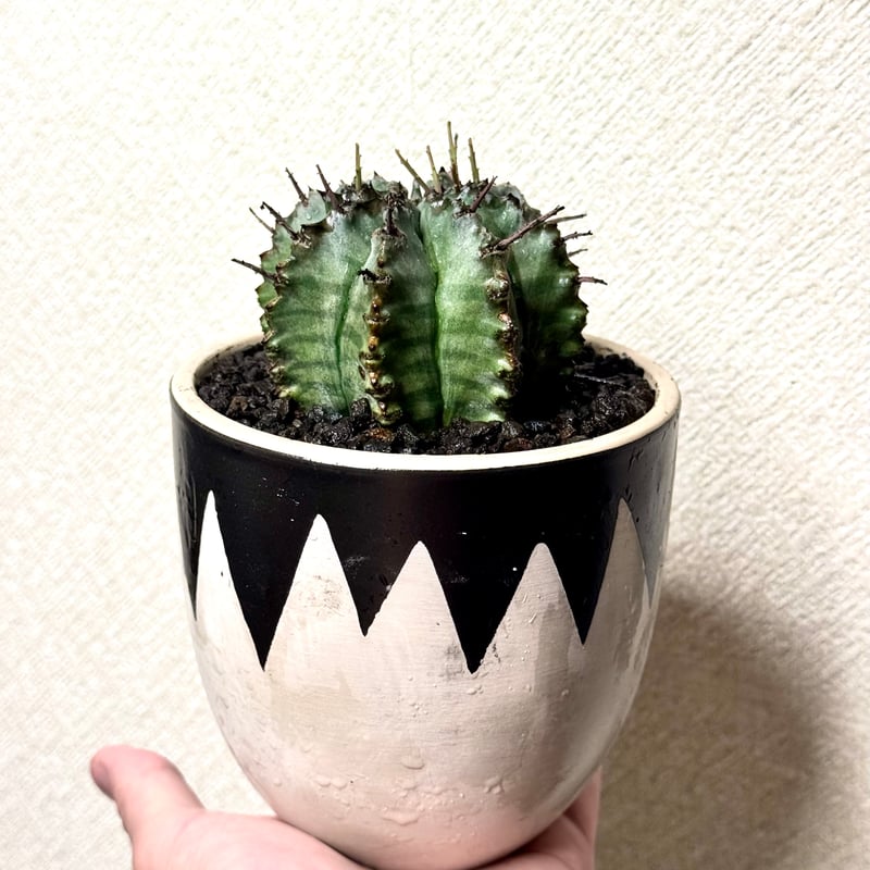 ユーフォルビア・ホリダ “ゲンコツ” 白肌タイプ/ Euphorbia horrida “Ge