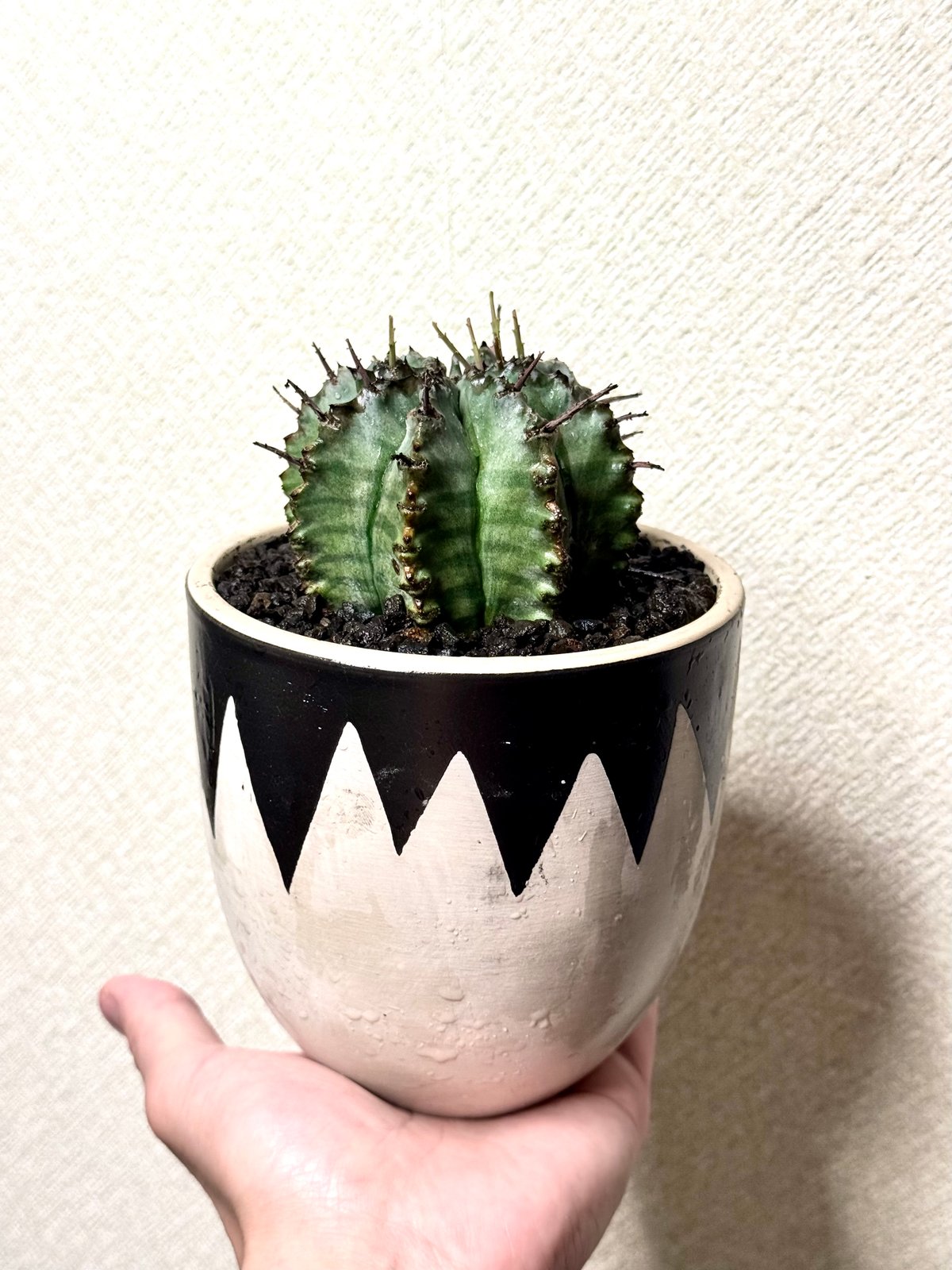 ユーフォルビア・ホリダ “ゲンコツ” 白肌タイプ/ Euphorbia horrida “Ge